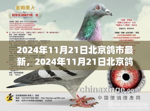 北京鴿市新篇章，變革中的學習之路鑄就自信與成就之光（2024年11月21日最新資訊）