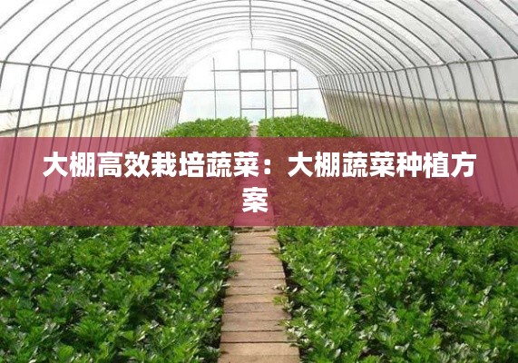 大棚高效栽培蔬菜：大棚蔬菜種植方案 