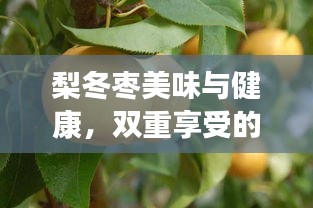 梨冬棗美味與健康，雙重享受的果實組合