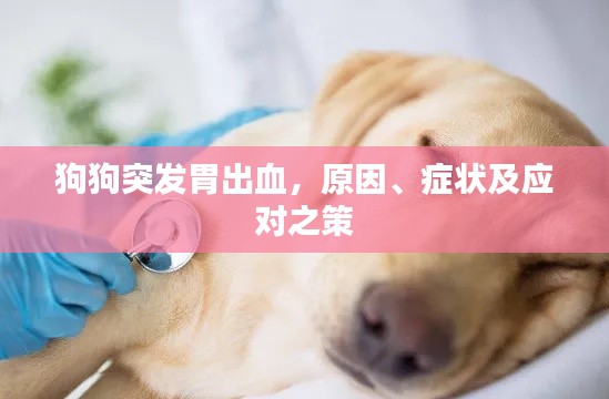 狗狗突發(fā)胃出血，原因、癥狀及應(yīng)對之策