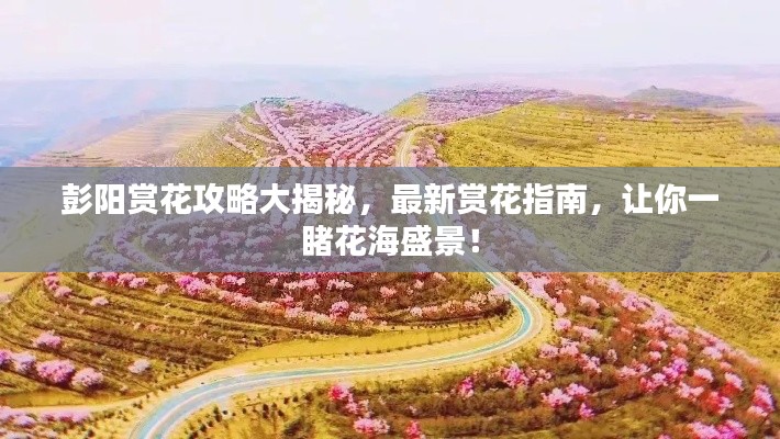 彭陽賞花攻略大揭秘，最新賞花指南，讓你一睹花海盛景！