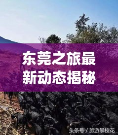 東莞之旅最新動態揭秘，今日消息一網打盡！