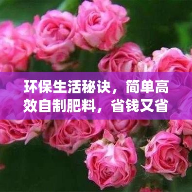 環(huán)保生活秘訣，簡單高效自制肥料，省錢又省心！